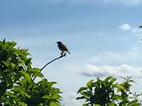bird